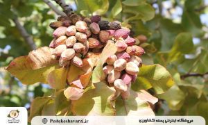 علت زرد شدن برگ درخت پسته