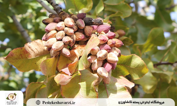 علت زرد شدن برگ درخت پسته