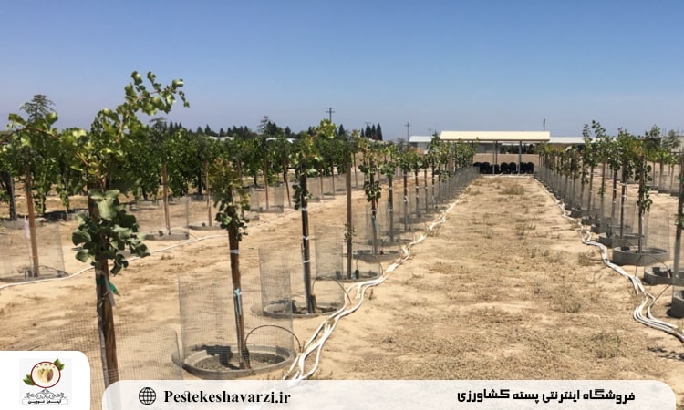 میزان دقیق آب مورد نیاز درخت پسته