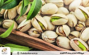 خرید پسته از کشاورز؛ راهی مطمئن برای تهیه پسته تازه و ارزان
