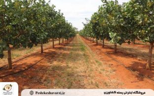 روش های آبیاری نوین پسته برای افزایش بهره وری