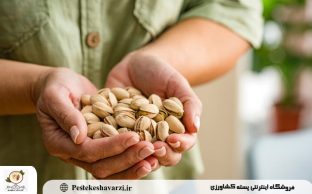 مصرف پسته؛ راز طبیعی آرامش و کاهش استرس در زندگی روزمره