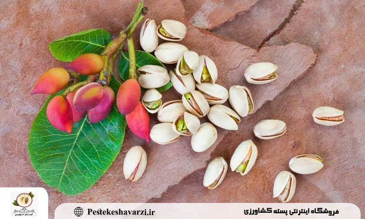 تاثیر رطوبت هوا بر پسته