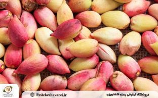پسته تازه